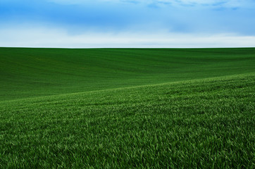Obraz premium Abstract natural idyllic background with green grass and blue sky
