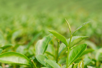 Fresh young tea bud and leaves, selective focus.