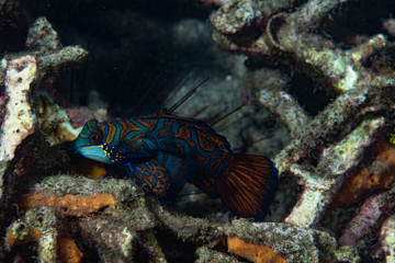 Mandarinfish Synchiropus splendidus