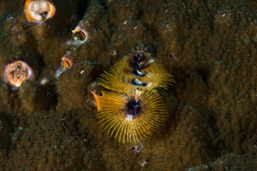 hristmas Tree Worm Spirobranchus giganteus