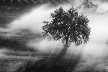 Single olive tree in the beautiful sunny fog at sunrise, natural background with sun rays through...