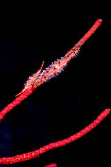 Egg cowrie Phenacovolva birostris