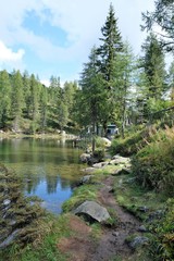paesaggio lago natura foresta alberi verde riva legno verde 