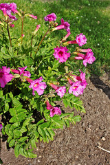 Incarvillea delavayi flowers