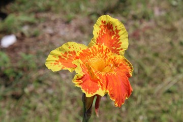 Obraz premium Flower