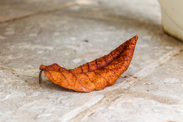 hoja de otoño sobre el piso