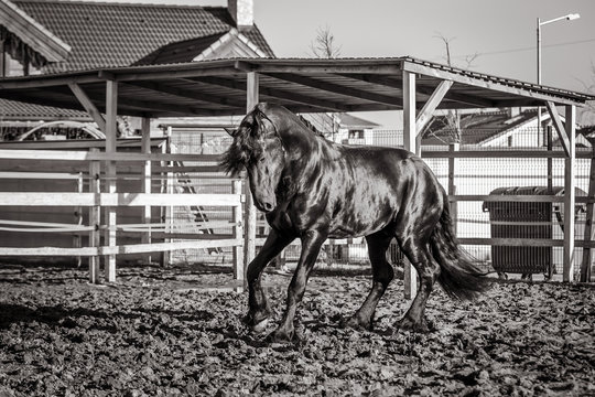 Beautiful frisian stallion on the move in black and white photo
