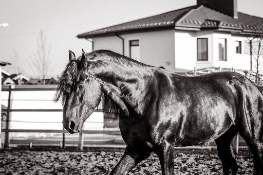 Black and white photo of the Frisian stallion, who walks on the farm