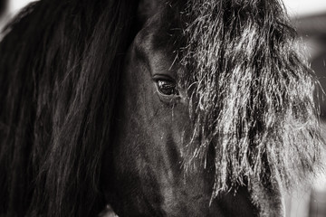 Black and white portrait of a beautiful Frisian stallion