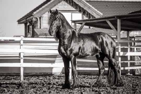 Black and white photo of the Frisian stallion, who walks on the farm