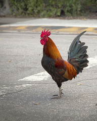 Red rooster crossing the street in Key West, Florida