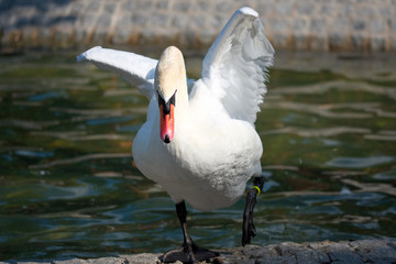 swan on the lake