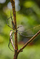Giant Woodspider - Nephila pilipes, large colorful spider from Southeast Asia forests and woodlands.