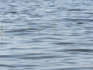 Grass growing under water poking up above the surface 