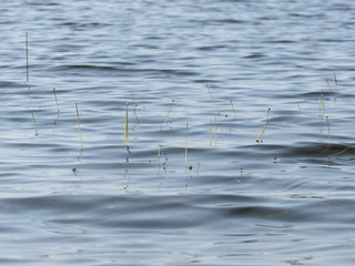 Grass growing under water poking up above the surface 