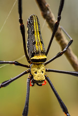 Giant Woodspider - Nephila pilipes, large colorful spider from Southeast Asia forests and woodlands.