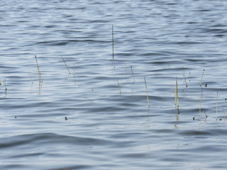 Grass growing under water poking up above the surface 