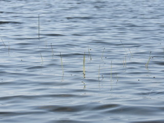 Grass growing under water poking up above the surface 
