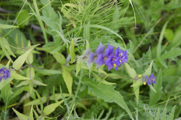 a flower in a field