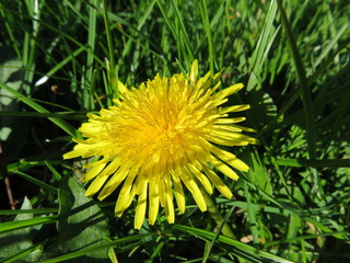 Löwenzahnblüte im Herbst