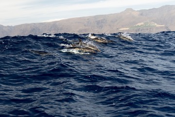 Fototapeta na wymiar Delphine in Gruppe in hoher Welle vor La Gomera