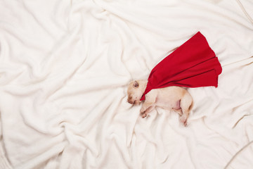 Newborn labrador puppy dog with superhero cape sleeping