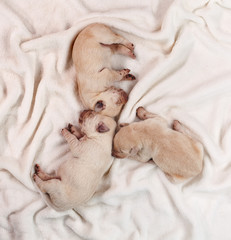 Fototapeta na wymiar Newborn labrador puppies sleeping - top view