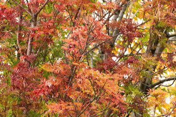 A photograph of autumn leaves turning red, orange and yellow in the fall