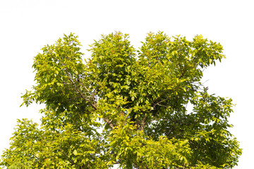 green bush isolated on white background.