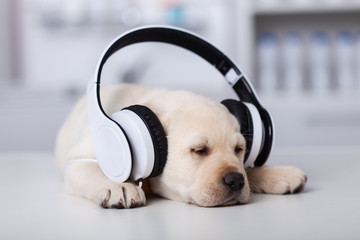 Sleeping cute labrador puppy dog with large headphones