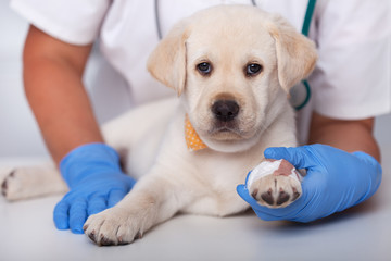 Cute alert puppy dog at the veterinary doctor after getting a paw bandaged