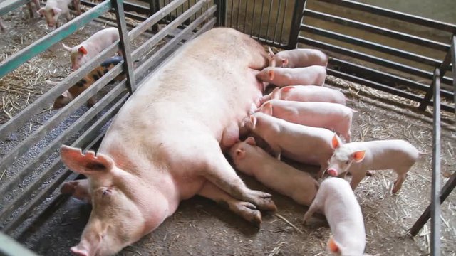 Fertile sow lying on straw and piglets suckling in barn
