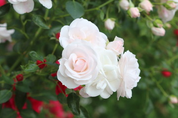 rose Aspirin in white in garden