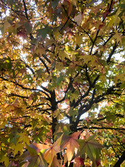 close up background of a fall foliage maple tree in the evening sun