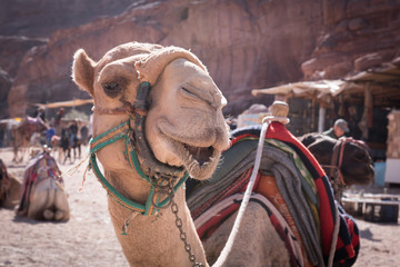 Kamel in der Felsenstadt Petra in Jordanien