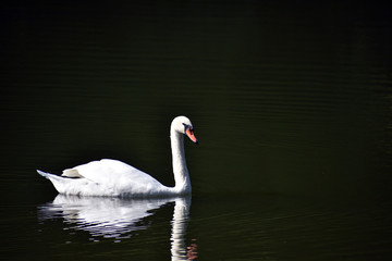 Swan