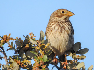 Corn Bunting (Emberiza calandra)