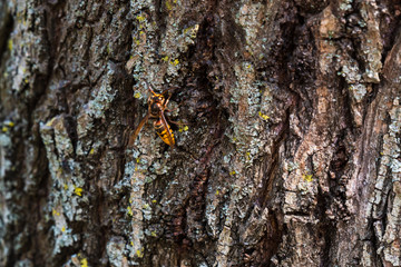 Hornet drinking fresh juice from the bark