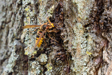Hornet drinking fresh juice from the bark