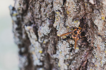 Hornet drinking fresh juice from the bark