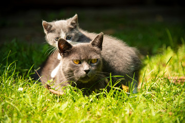 Naklejka na ściany i meble Cat with the baby kitten on grass