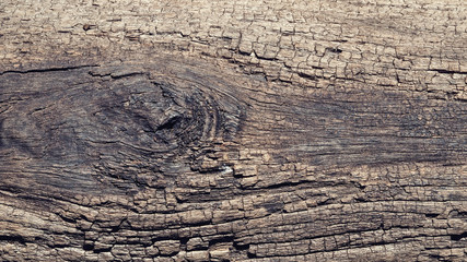 Beautiful Closeup Texture of An Old Bark for Background, Backdrop, or Wallpaper.