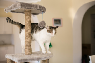 The cat climbed onto the tower for cats, a blurred background