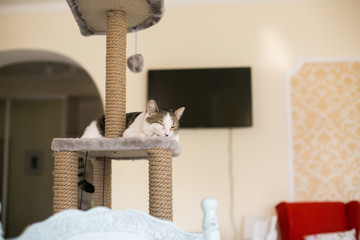 Cat sleeps on the tower for cats