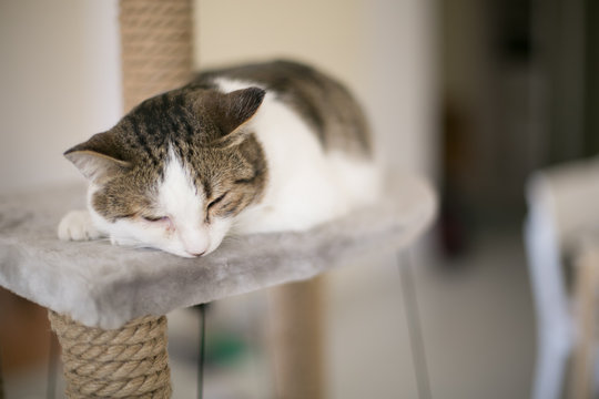 Cat Sleep On The Tower For Cats