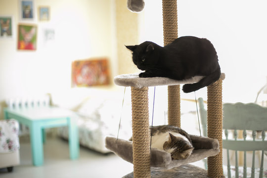 Cats sleep on the tower for cats