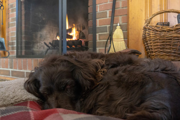 Cozy spaniel dog asleep in front of fire in fall