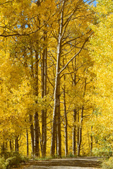 Beautiful and Colorful Colorado Rocky Mountain Autumn Scenery