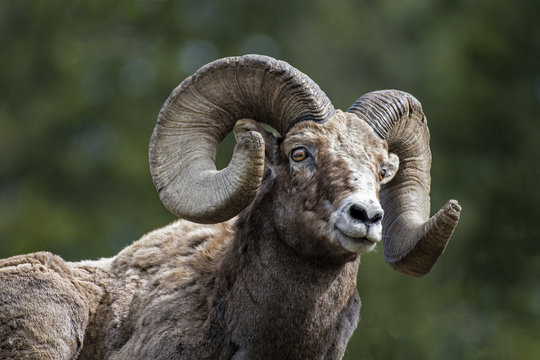 Ram Portrait