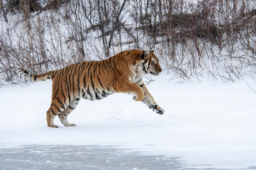 Fototapeta na wymiar Jumping Tiger